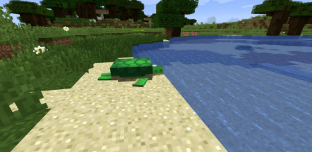  Turtle Shell Drop  Minecraft 1.14