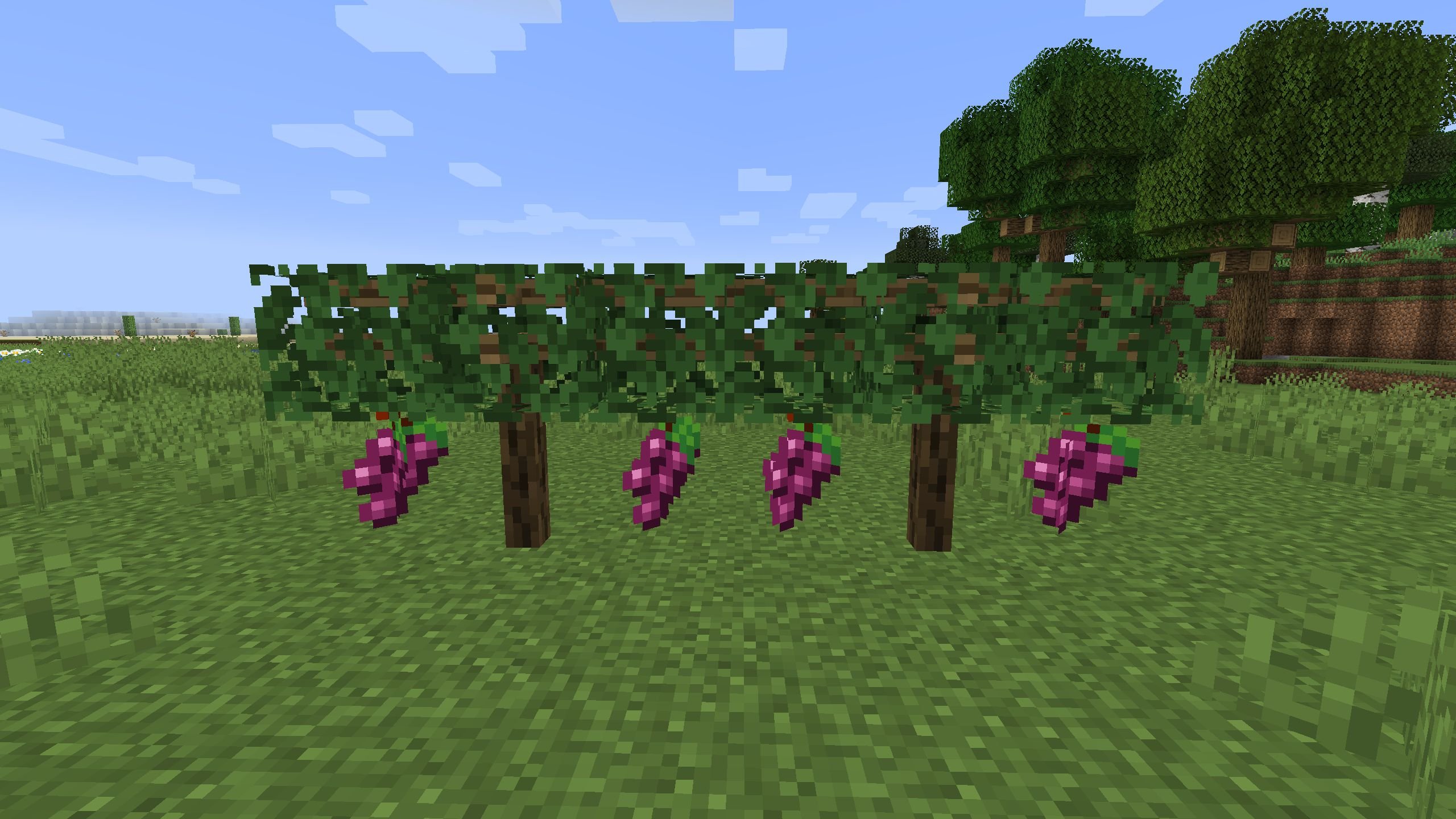 Simply minecraft. Ферма ягод майнкрафт 1.16.5. Мод simple Farming. Виноградники в майнкрафт 1 20 1. Simple Farming 1.16.5.