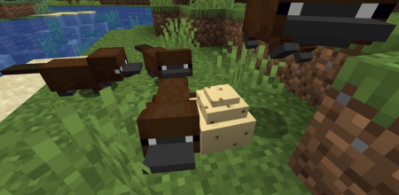  Platypus  Minecraft 1.16.1