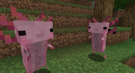  Axolotls  Minecraft 1.15