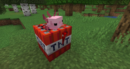  Axolotls  Minecraft 1.15