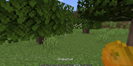  Fruit Trees  Minecraft 1.16.5